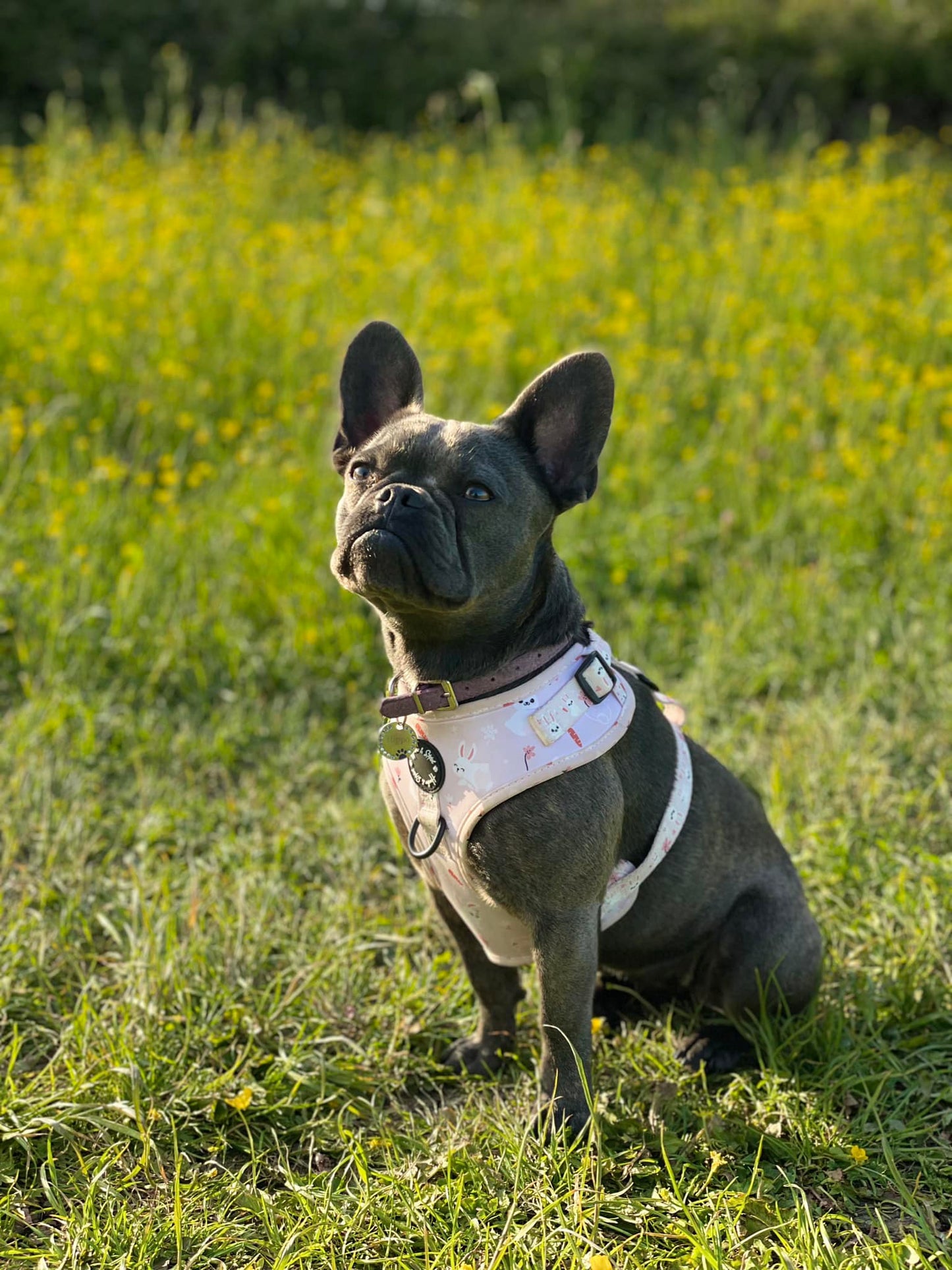 Oh Buck! Adjustable Harness