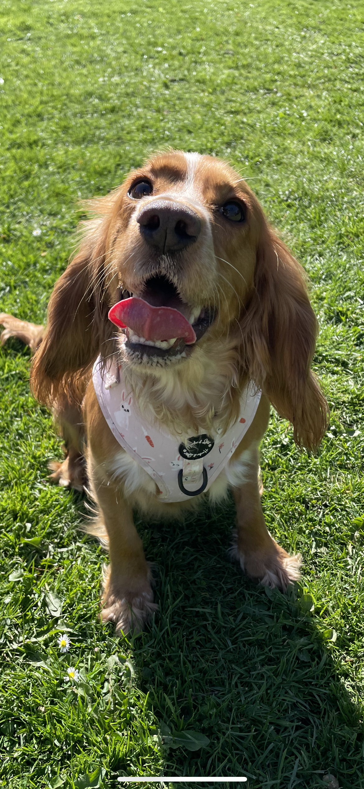 Oh Buck! Adjustable Harness